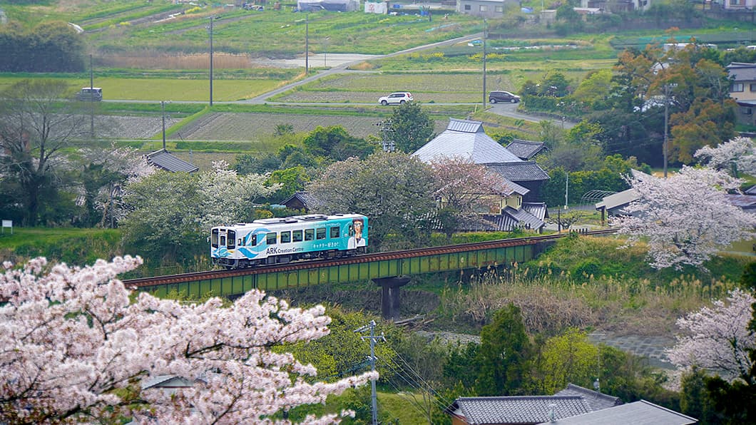 'Walking through cherry blossoms in full bloom and lush greenery' Photo by Shinya Sugiyama