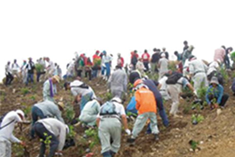 Afforestation project